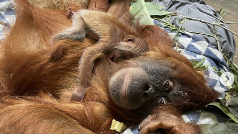 A baby Sumatran orangutan named Rambutan was born at the Denver Zoo.