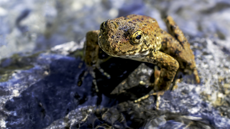 Close-up of a yellow-legged frog
