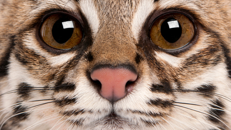 Leopardus tigrinus face close-up
