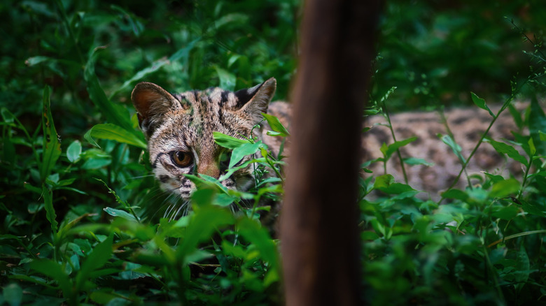 Leopardus tigrinus spotted in the wild