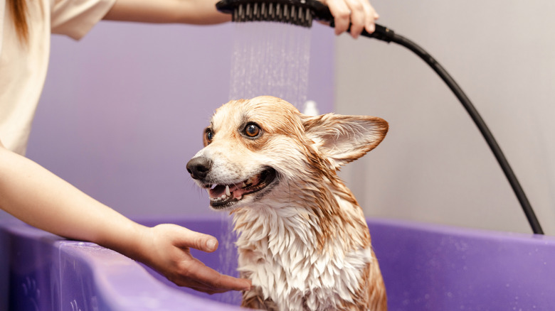 Corgi getting bathed at groomer