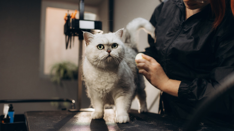 Cat getting combed at groomer