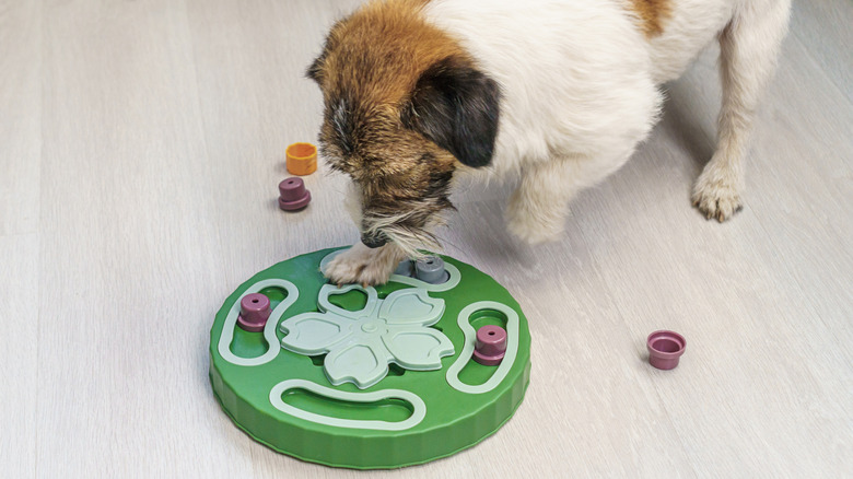 Dog playing with a puzzle feeder.