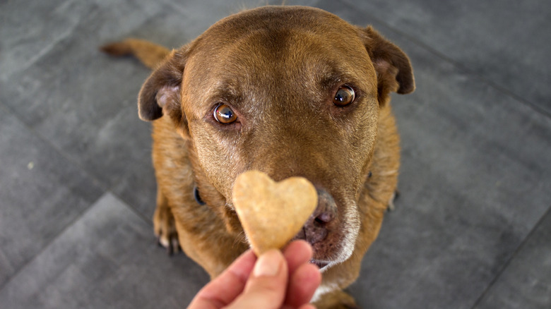 Dog looking up at a treat.