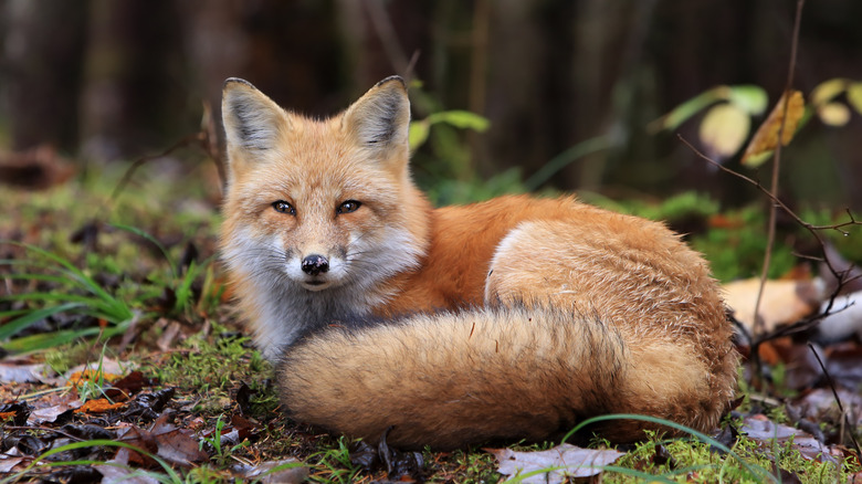 A red fox sitting on the forest floor