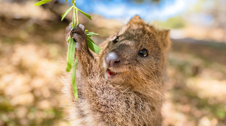 A quokka from Australia picking at leaves