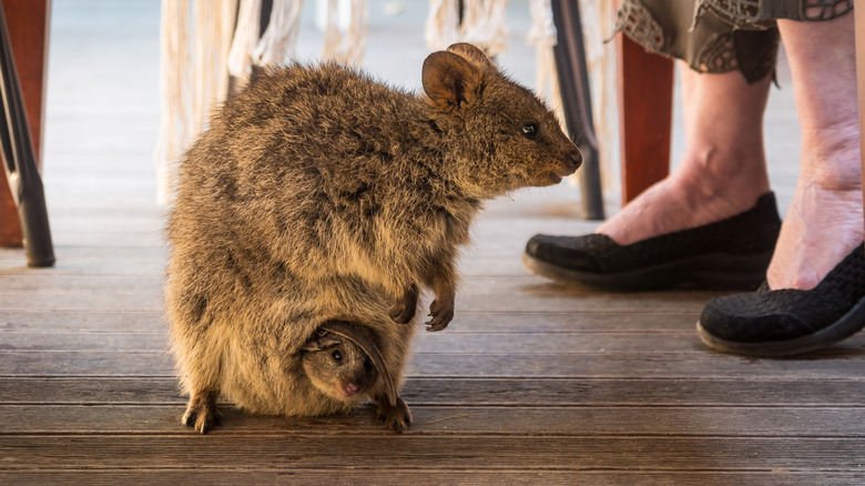A quokka mother with her baby underneath a table where people are sitting