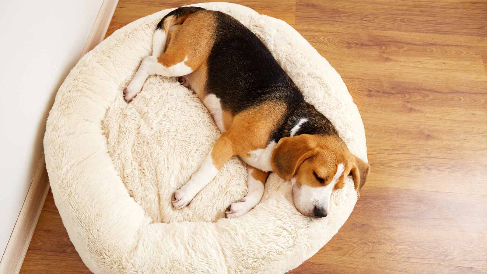 The Hack That'll Make Keeping Your Dog Bed Clean A Breeze