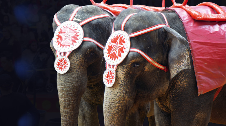 Two circus elephants in a performance on stage