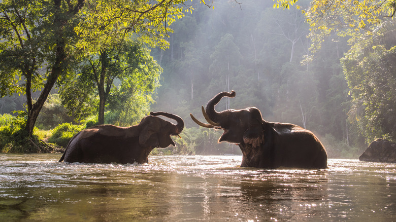 Two elephants playing in the water