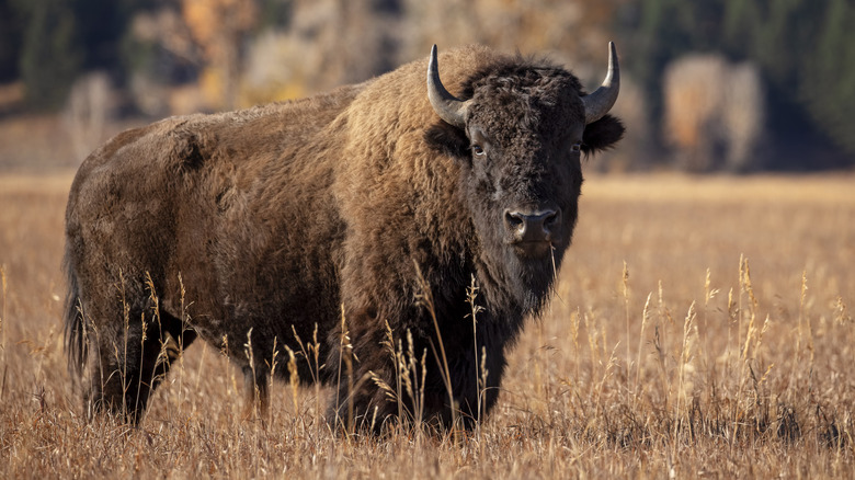 A bison bull standing in a field of grass