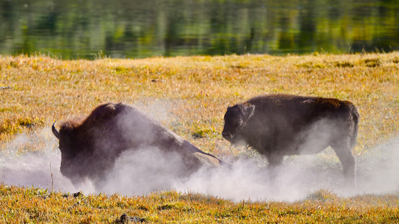 Two bison located in Yellowstone National Park