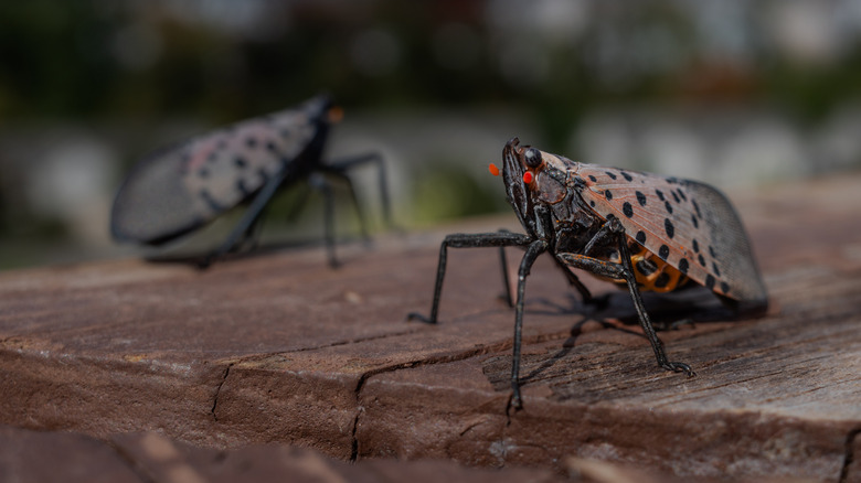 Two spotted lanternflies shot up close on a bench