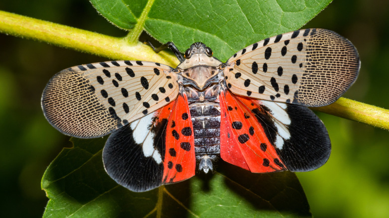 A spotted lanternfly on a branch wit its wings spread out