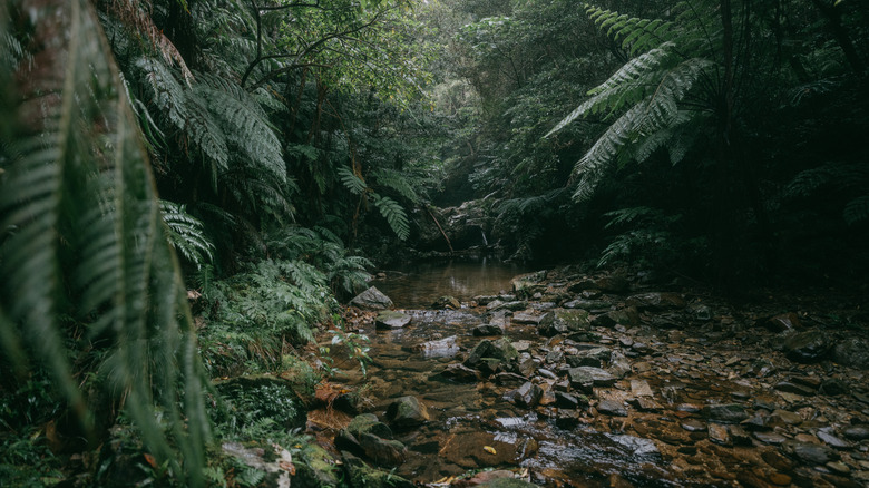 A picture of a rainforest environment