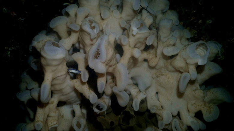 A rare glass sponge reef formed deep underwater