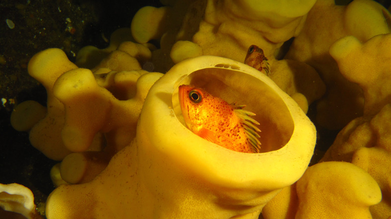 A small fish hides inside of a glass sponge