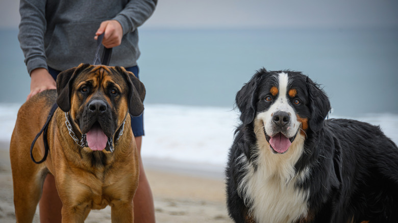A bullmastiff and Bernese mountain dog hang out on a beach