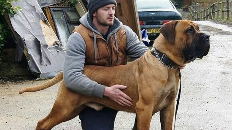 Person kneeling beside a large bullmastiff.