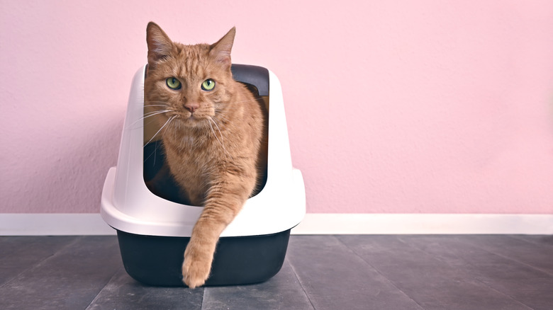 Adult cat walking out of enclosed litter box