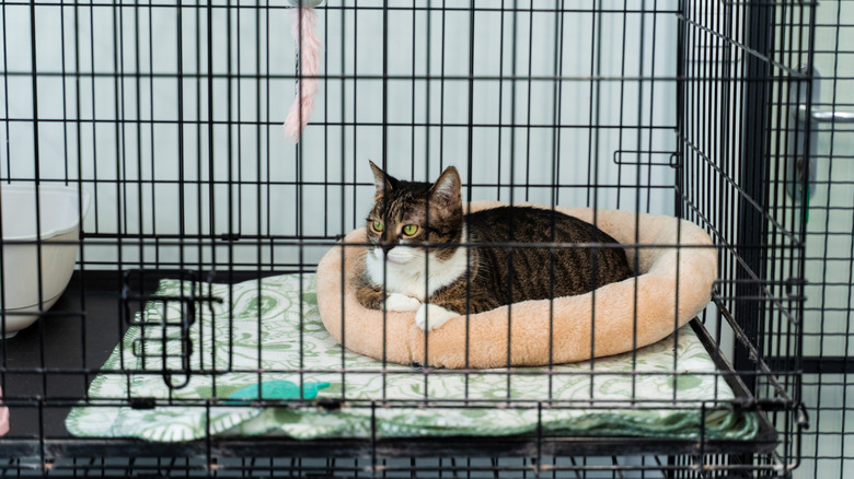 Cat lying in bed in cage at animal shelter