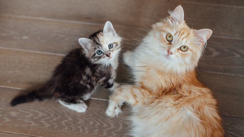 Adult cat and kitten lying on floor, looking up at camera