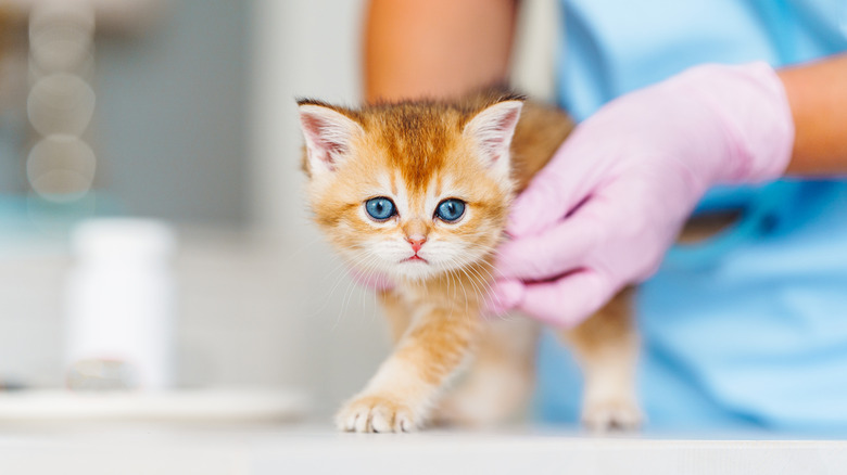 Vet examining a kitten