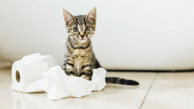 Kitten playing with roll of toilet paper