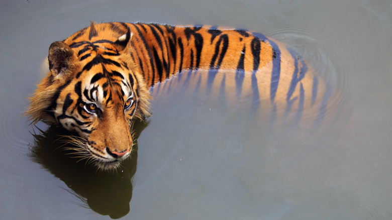 A Sumatran tiger from Indonesia in the water