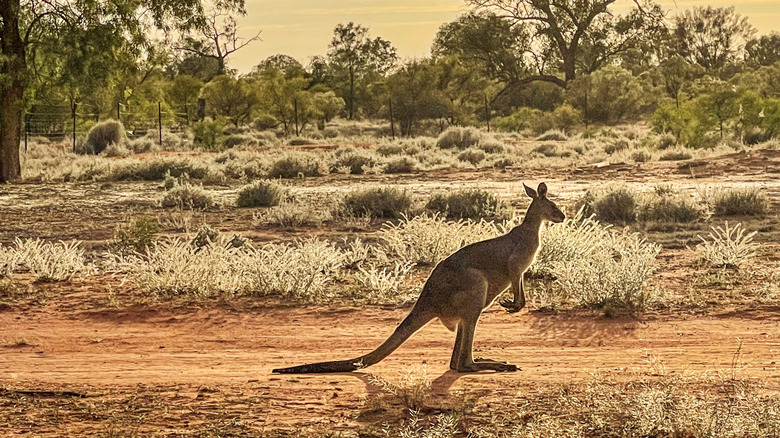 A kangaroo in the outback
