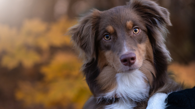 Australian shepherd staring at camera