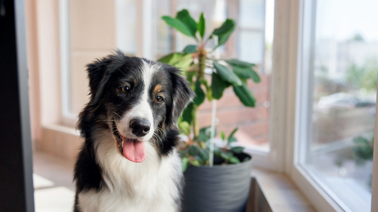 Australian shepherd sitting in living room near bay window with plant in background