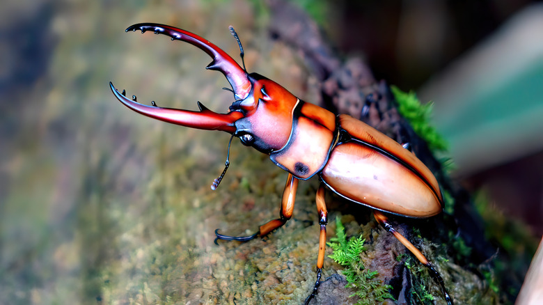 A brown and black stag beetle on a log