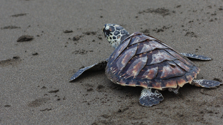 Kemp's ridley sea turtle on beach