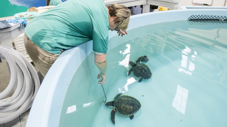 Two Kemp's ridley sea turtles in pool during rehab