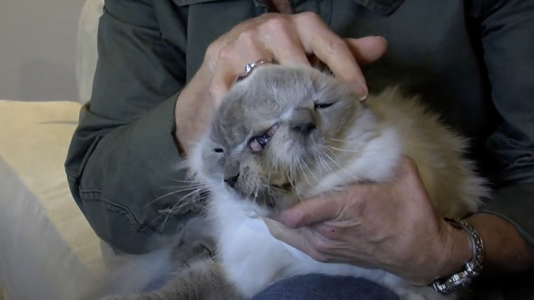 The Oldest Pets To Ever Live