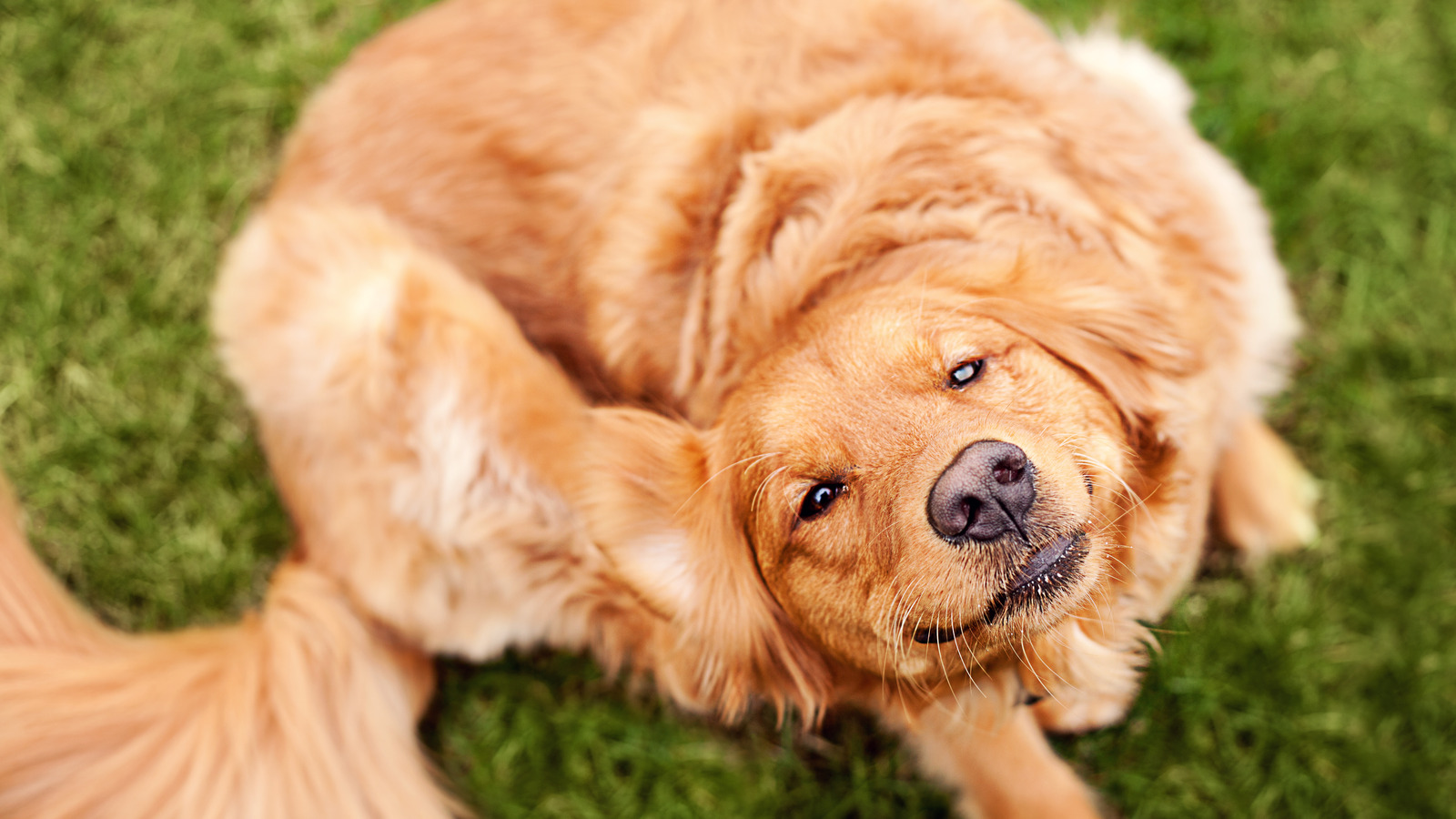 The One Ingredient Your Dog's Food Should Have To Avoid Unpleasant Skin ...
