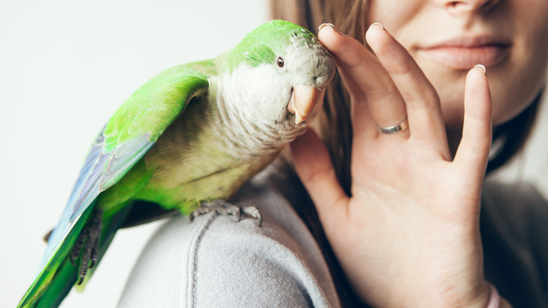 A woman petting a bird on its head while it rests on her shoulder