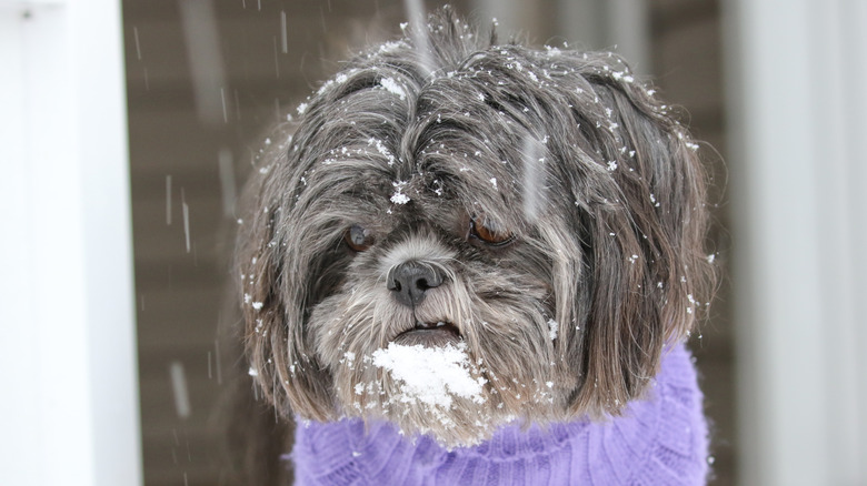 Brindle Shih tzu in sweater with snow on its head, not pleased