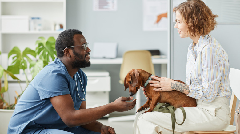 A veterinarian talks with a person holding a dachshund on their lap.