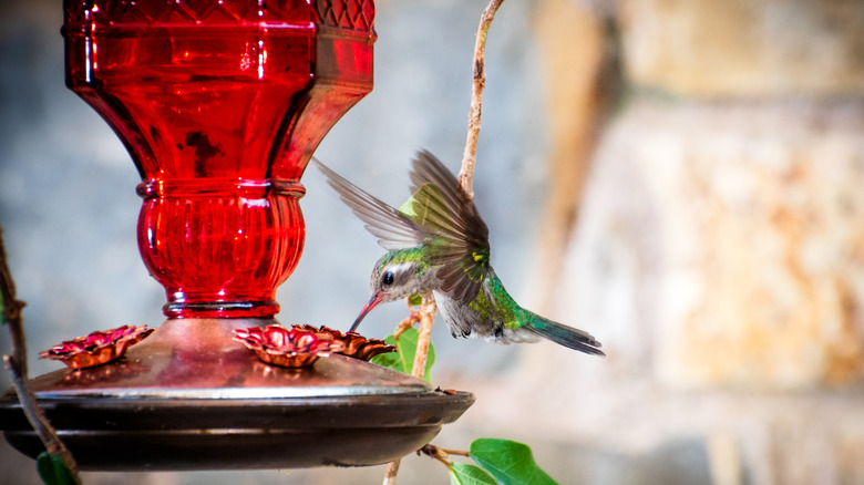 A hummingbird in mid flight drinking from a feeder