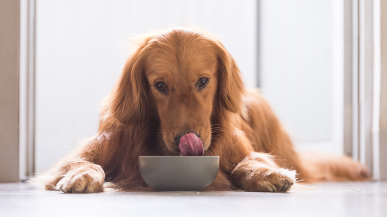 A golden retriever with its tongue out sitting in front of a food bowl