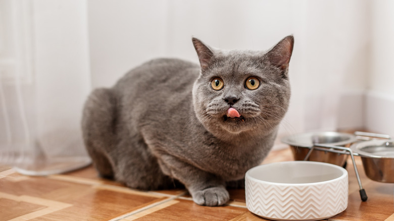A gray British shorthair with its tongue out standing in front of food dishes