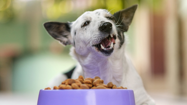 Happy dog lying down eating kibble from food bowl