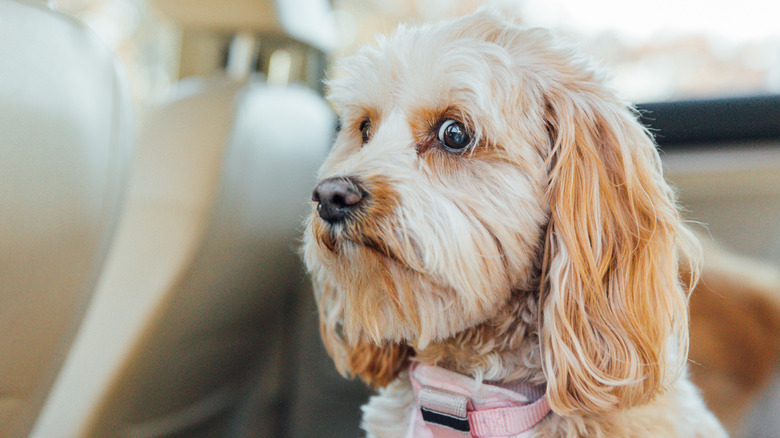 Dog with worried face in car
