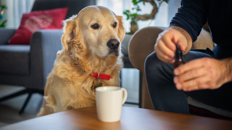 Man adds CBD oil to his tea, Labrador retriever sits nearby