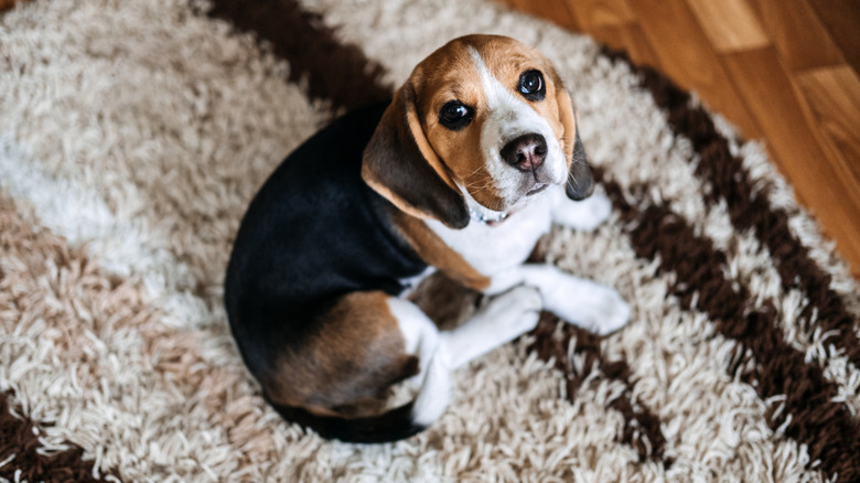 Beagle on rug, looking sad