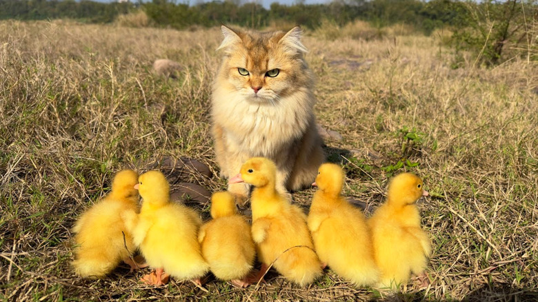 Cat staring at a flock of cute ducklings
