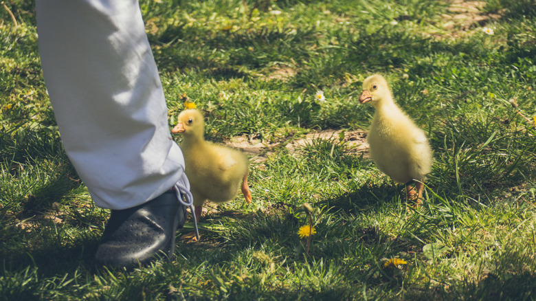 Two ducklings follow a person's leg