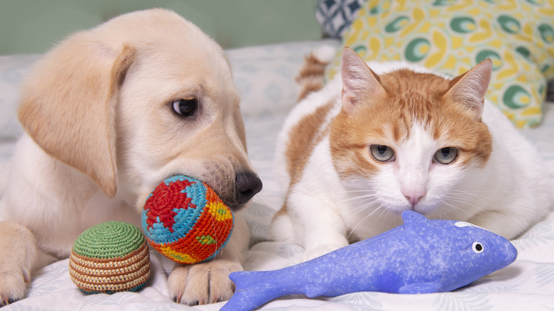 Labrador puppy and a cat side by side on a bed with toys